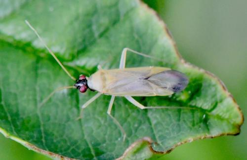 Phylus melanocephalus